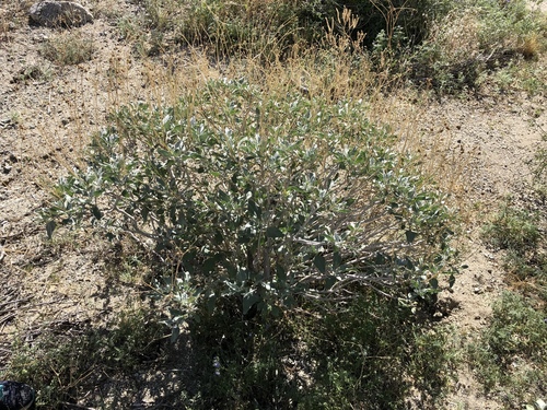 iNaturalist observation photo of Brittlebush