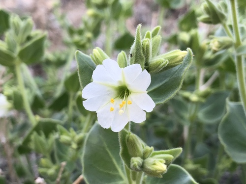 iNaturalist observation photo of Wishbone Bush