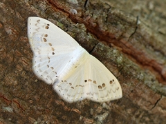 Teldenia specca