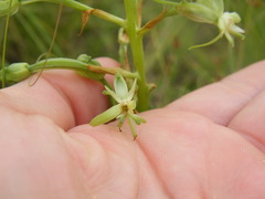Habenaria nyikana