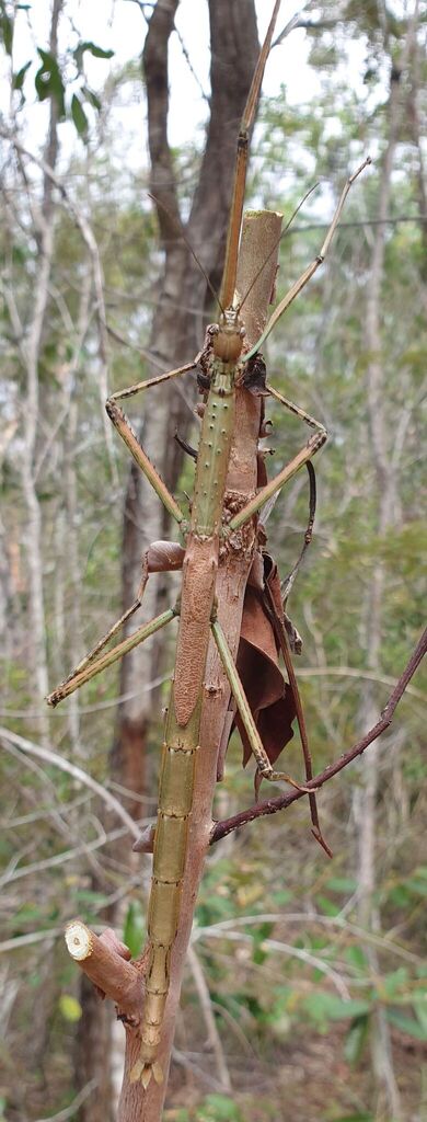 tessellated stick insect in January 2026 by natmazz. A brown and green ...