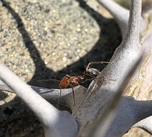 iNaturalist observation photo of North American Honeypot Ants