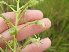 Habenaria nyikana