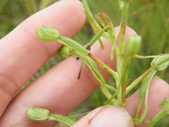 Habenaria nyikana