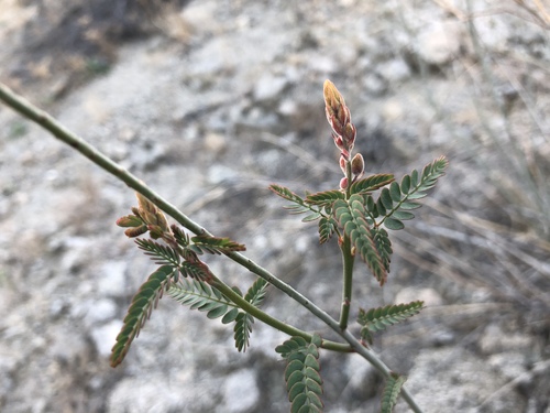 iNaturalist observation photo of Wand Holdback
