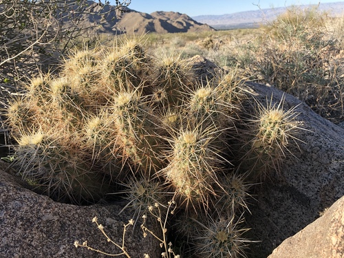 iNaturalist observation photo of Echinocereus engelmannii engelmannii