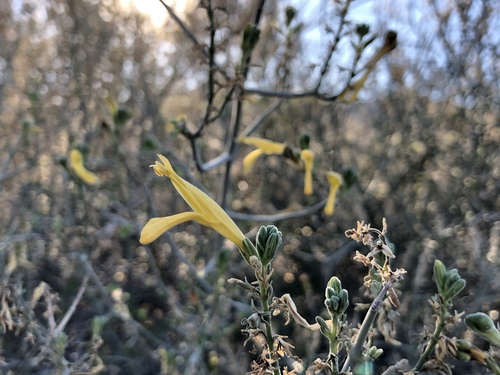 iNaturalist observation photo of chuparosa