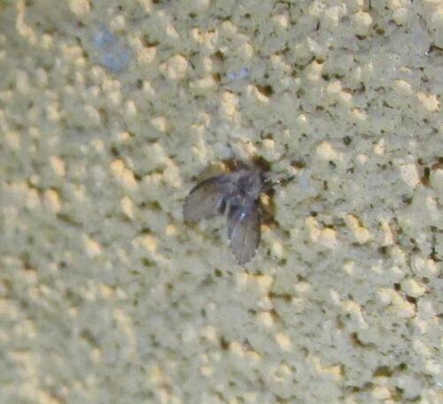 Unknown species found near Hornsby Bend, TX, USA