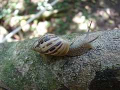 Drymaeus papyraceus