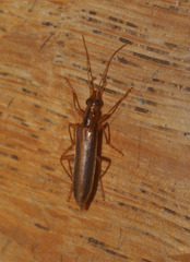 Thelyphassa lineata