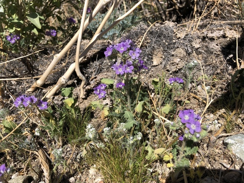 iNaturalist observation photo of Notch-leaf Scorpionweed