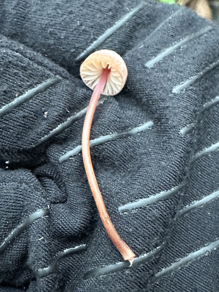 Marasmius plicatulus · February 2026 · photo: © ocean_beach_goth (iNaturalist, cc-by)