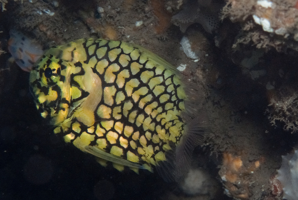 Japanese Pineapple Fish