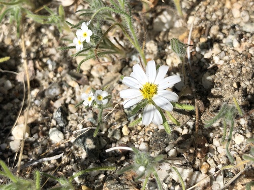 iNaturalist observation photo of Mojave desertstar
