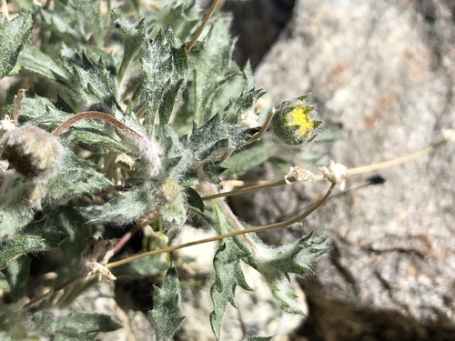 iNaturalist observation photo of yellowhead