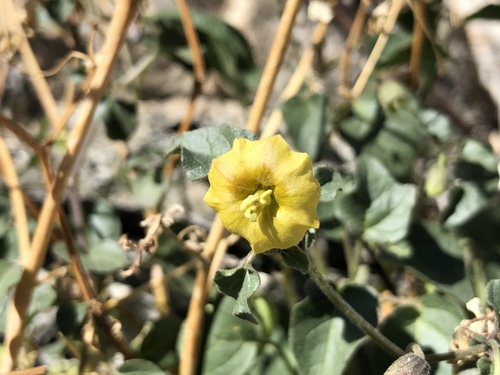 iNaturalist observation photo of Thickleaf Groundcherry