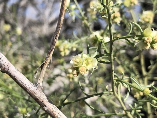 iNaturalist observation photo of Cheesebush