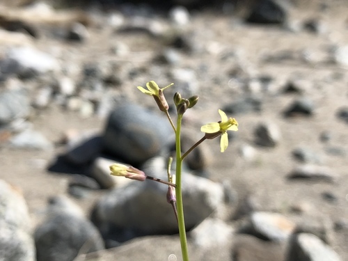 iNaturalist observation photo of Saharan Mustard