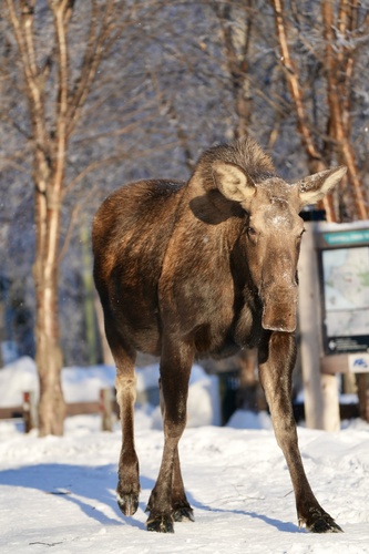 Moose