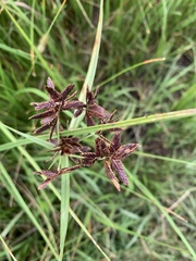 Cyperus nitidus