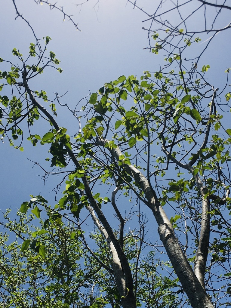 Abutilon virginianum Krapov.