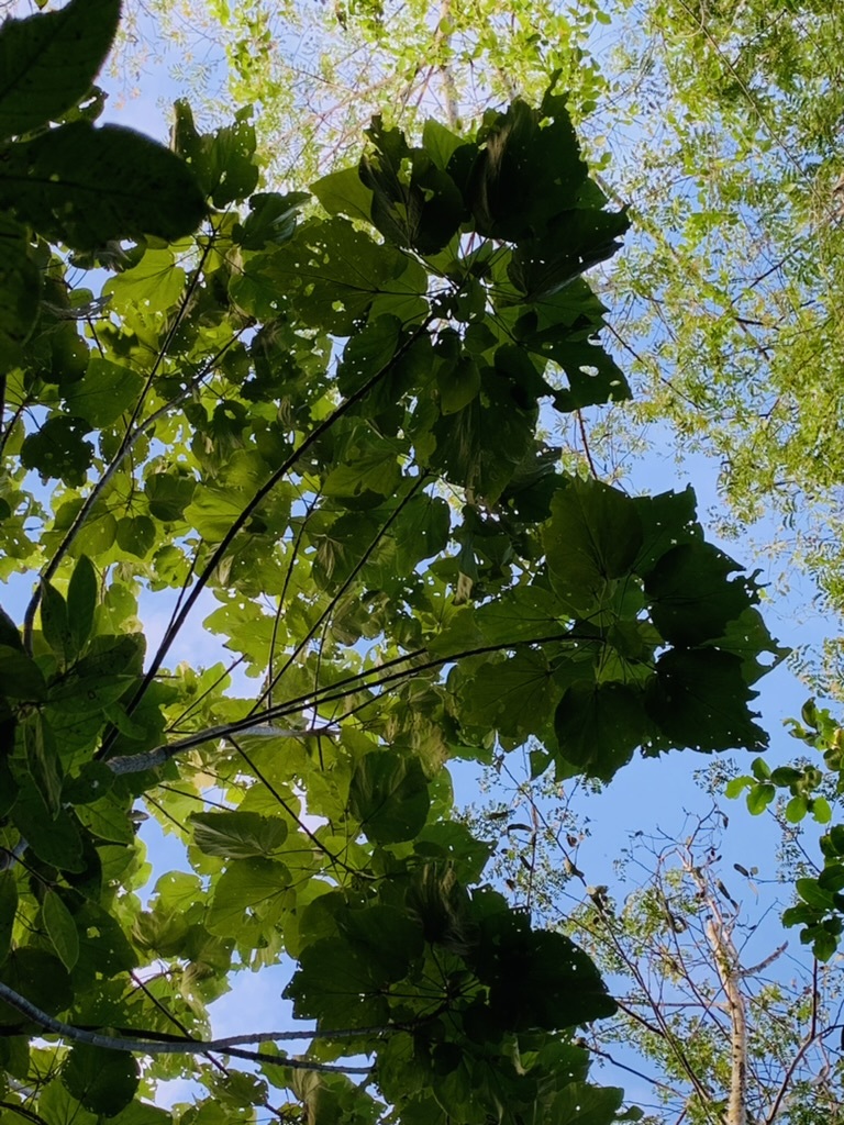 Abutilon virginianum Krapov. 3
