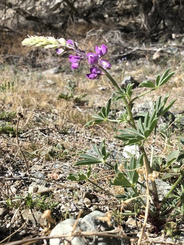 iNaturalist observation photo of Arizona lupine
