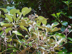 Brachyglottis rotundifolia