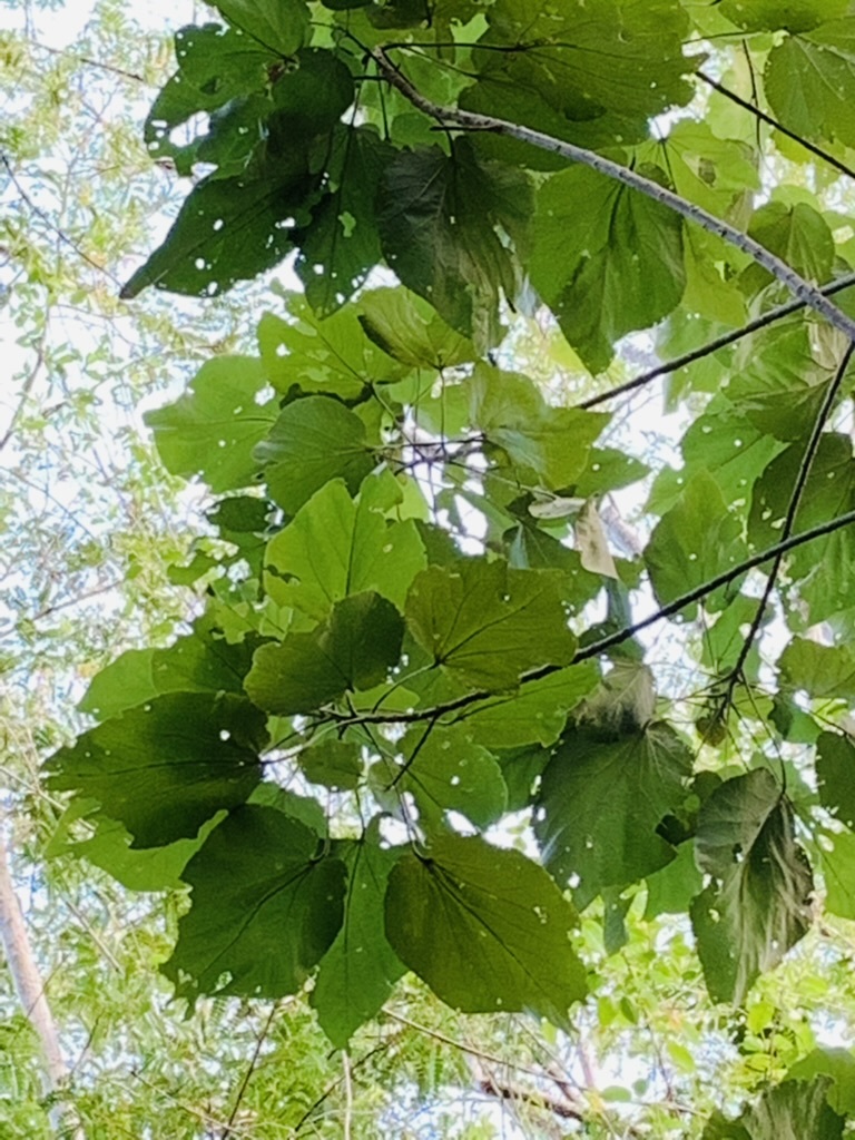 Abutilon virginianum Krapov. 4