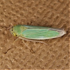 Cicadella