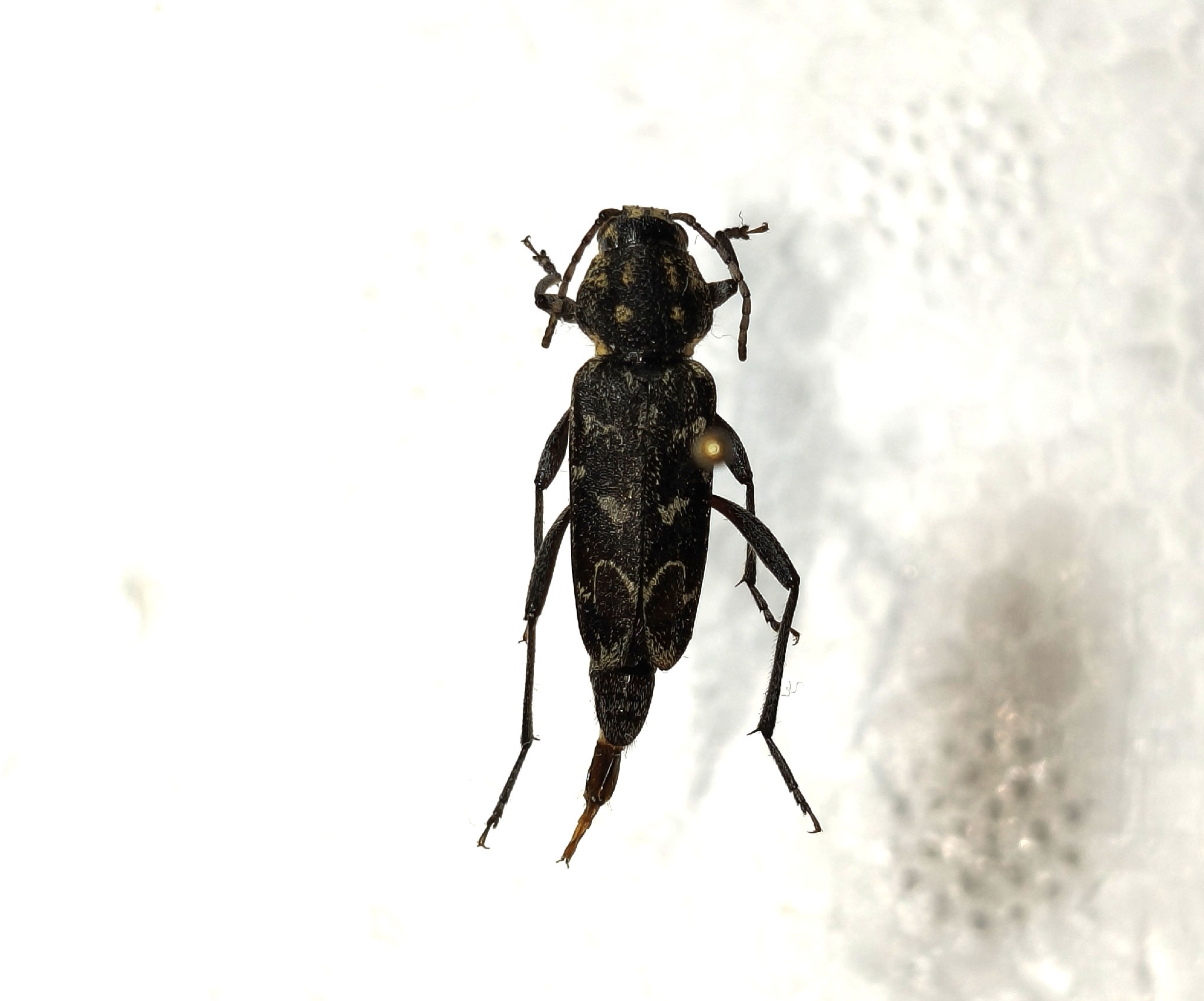 Xylotrechus rusticus