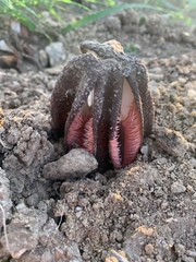 Hydnora abyssinica