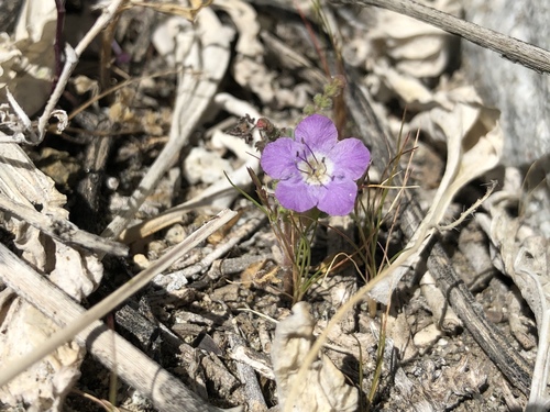 iNaturalist observation photo of Notch-leaf Scorpionweed