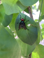 Bromophila caffra