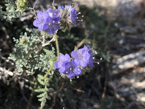 iNaturalist observation photo of distant phacelia