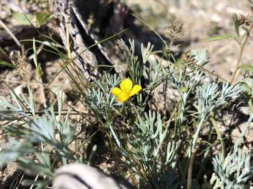 iNaturalist observation photo of Little Gold Poppy