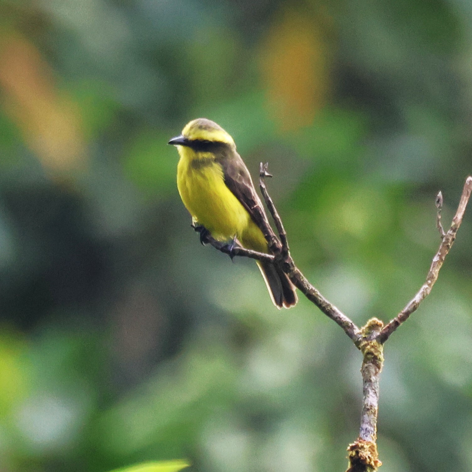 Lemon-browed Flycatcher (Conopias cinchoneti), photo 6