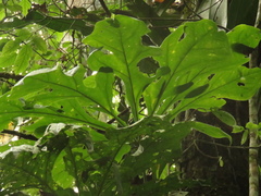 Anthurium clavigerum