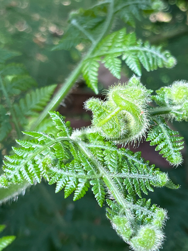 Hypolepis dicksonioides observed 2026-02-04