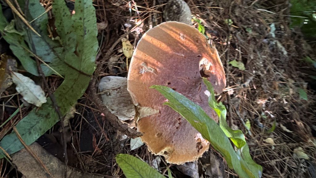 Boletus edulis · February 2026 · photo: © pluckytree (iNaturalist, cc-by)