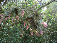 Tillandsia recurvifolia