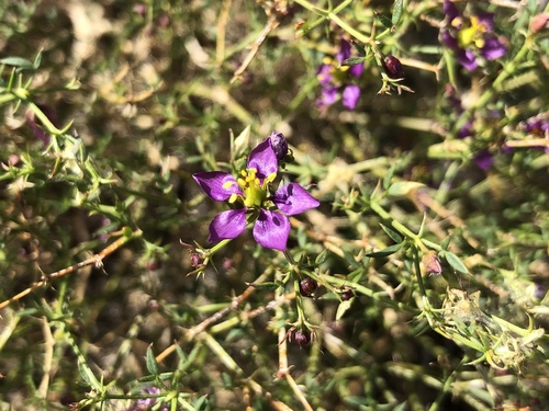 iNaturalist observation photo of California fagonbush