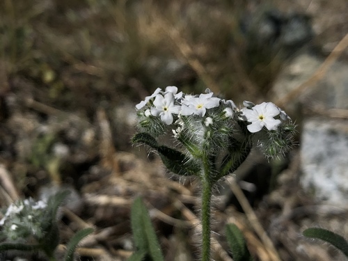 iNaturalist observation photo of bearded cryptantha
