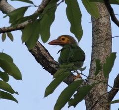 Psilopogon zeylanicus