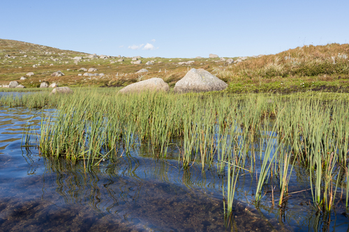 Carex gaudichaudiana observed 2026-01-23