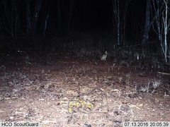 Sylvilagus cunicularius insolitus