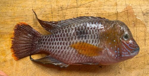 Green terror (Andinoacara rivulatus) — Cichlidae — 2