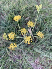 Afrosciadium magalismontanum