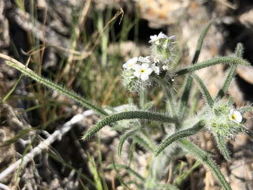 iNaturalist observation photo of narrow-leaved cryptantha