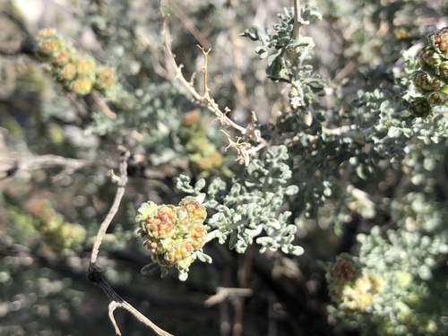 iNaturalist observation photo of Burrobush